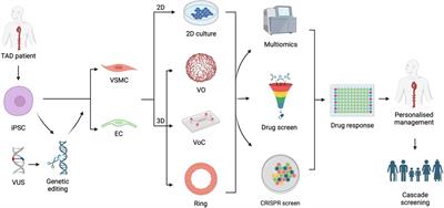 Understanding genomic medicine for thoracic aortic disease through the lens of induced pluripotent stem cells
